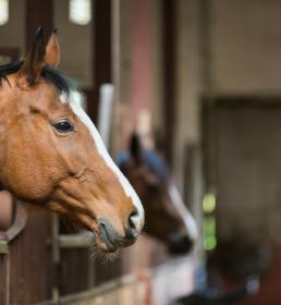 Horses in a stall